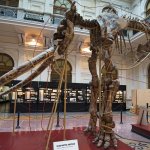 Lo scheletro di elefante antico italico